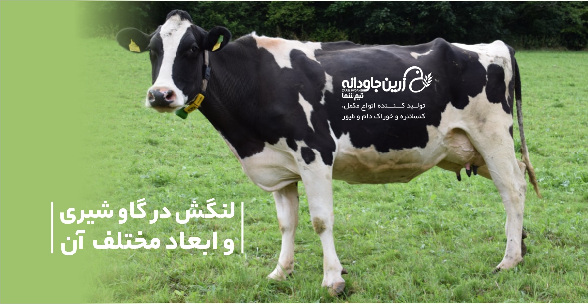 لنگش در گاو شیری