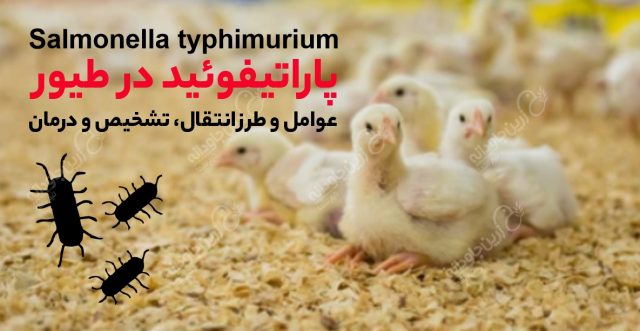 پاراتیفوئید