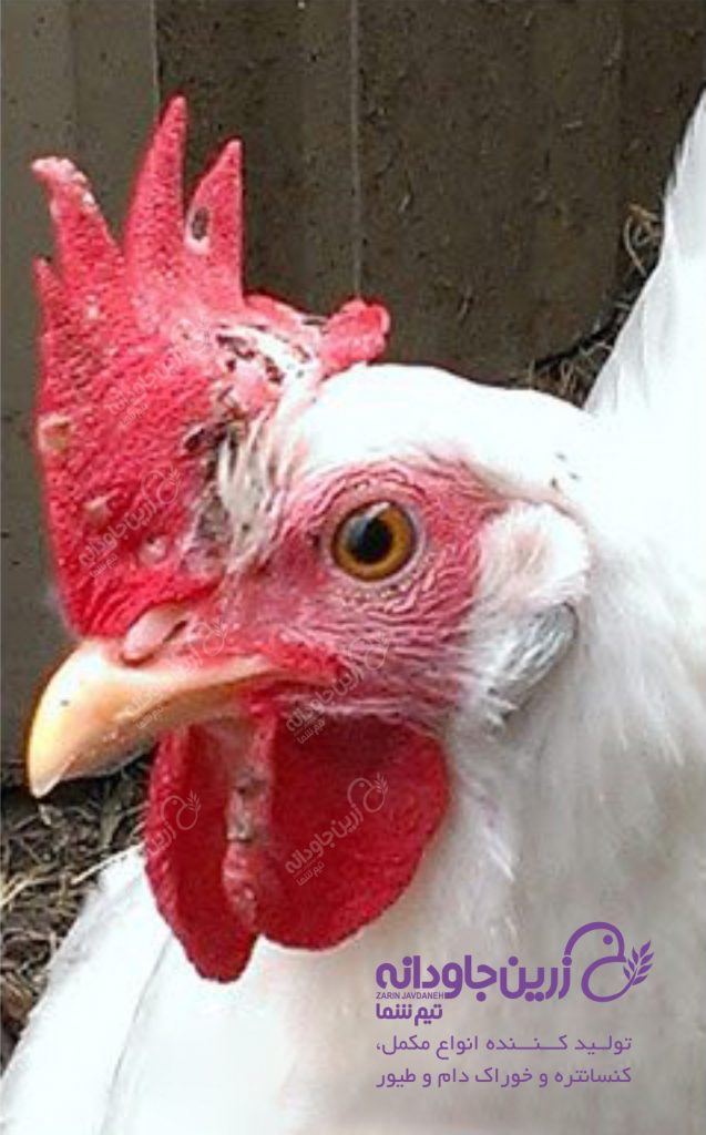 آبله طیور