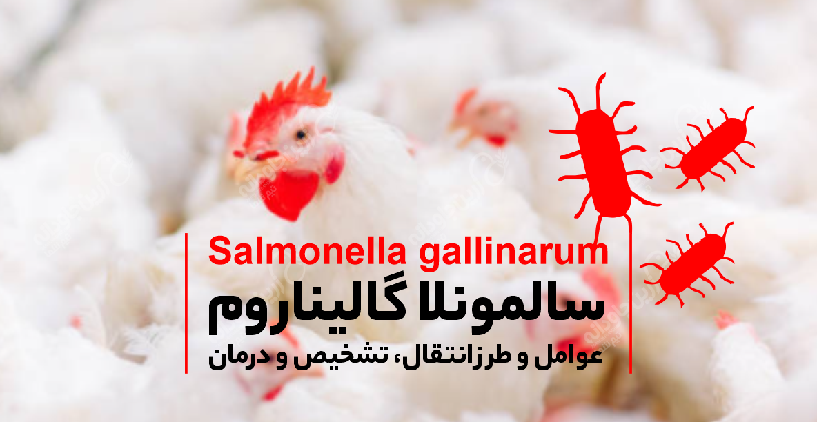 سالمونلا گالیناروم