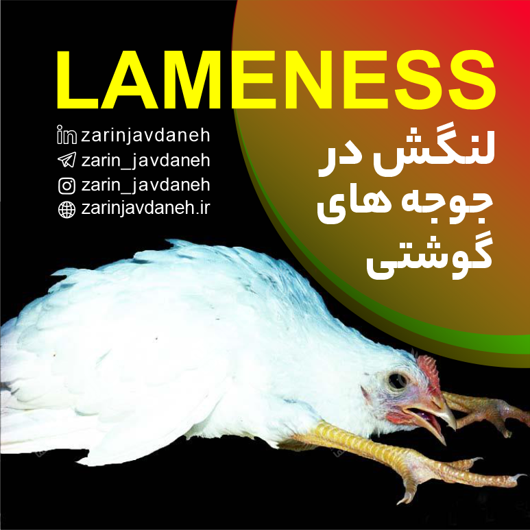 لنگش