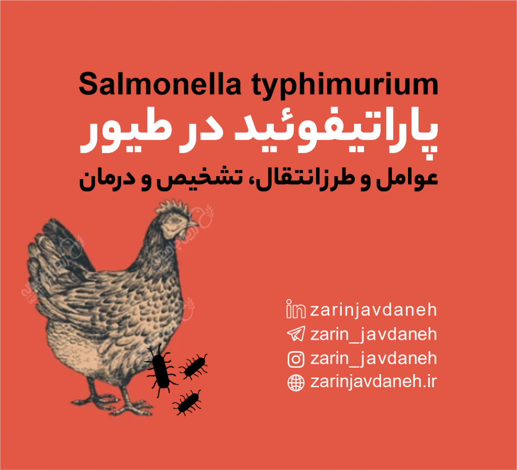 پاراتیفوئید