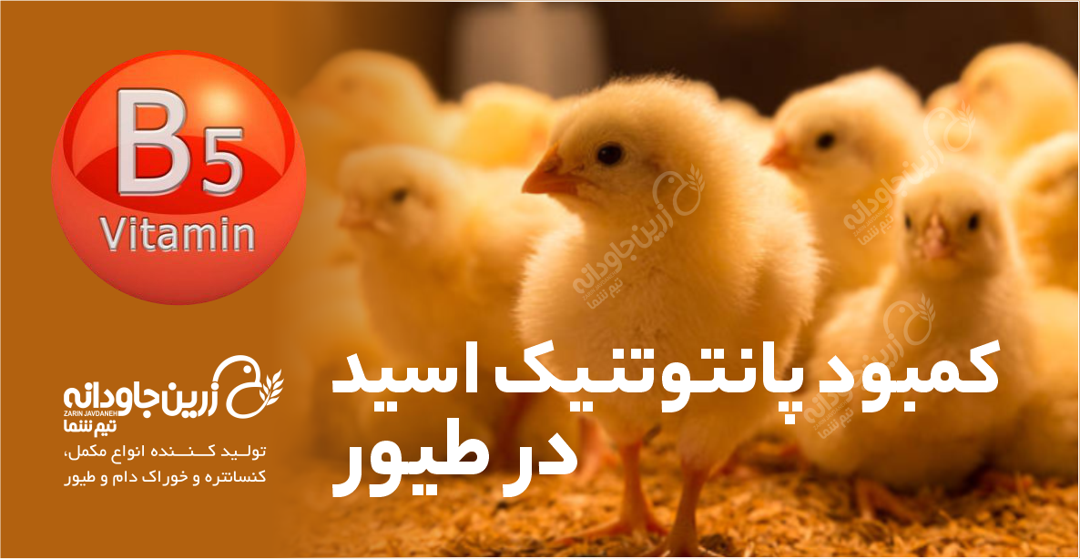 پانتوتنیک اسید