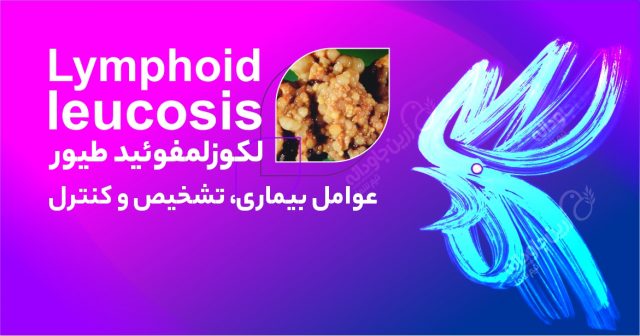 لکوزلمفوئید