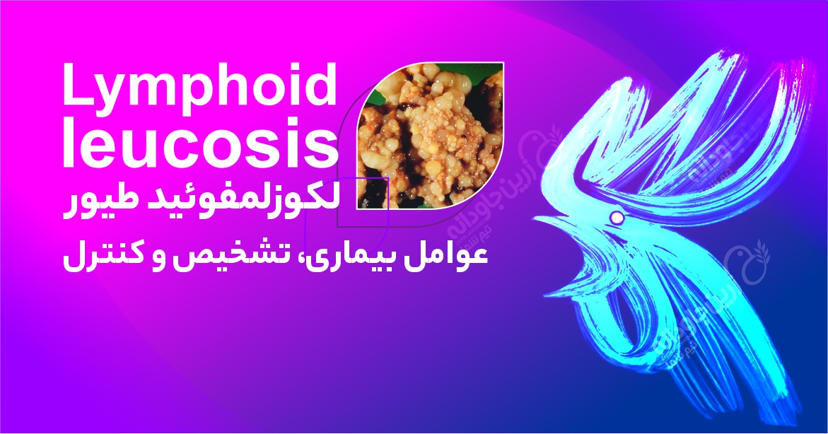 لکوزلمفوئید