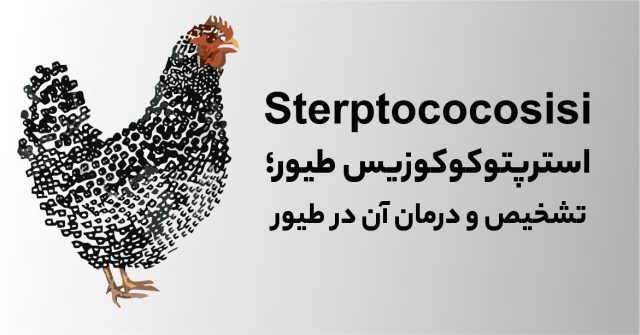 استرپتوکوکوزیس