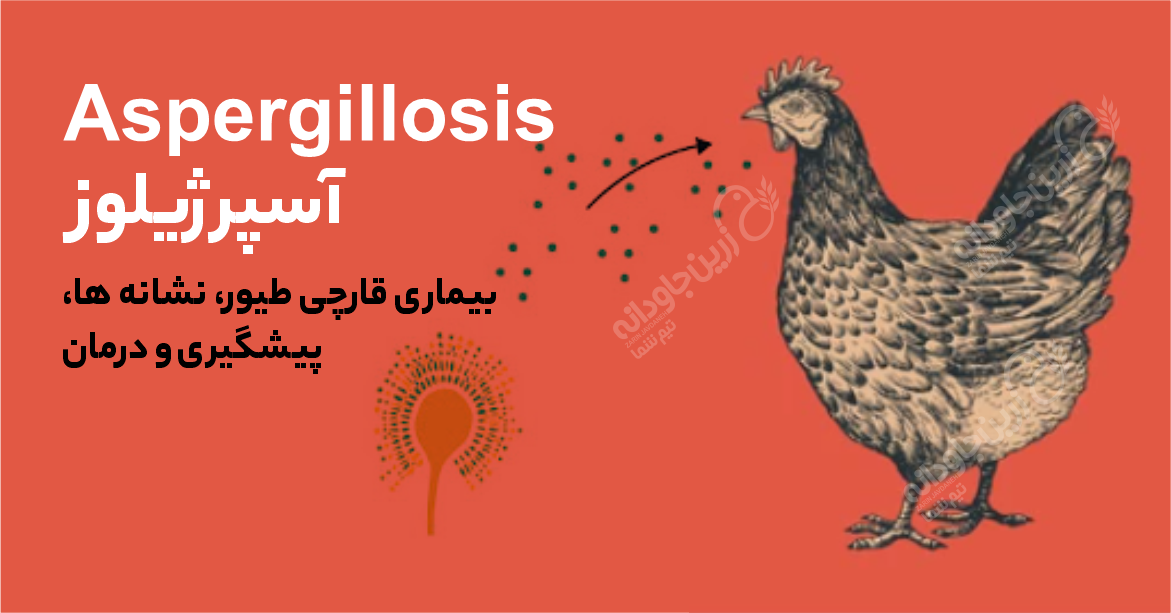 آسپرژیلور