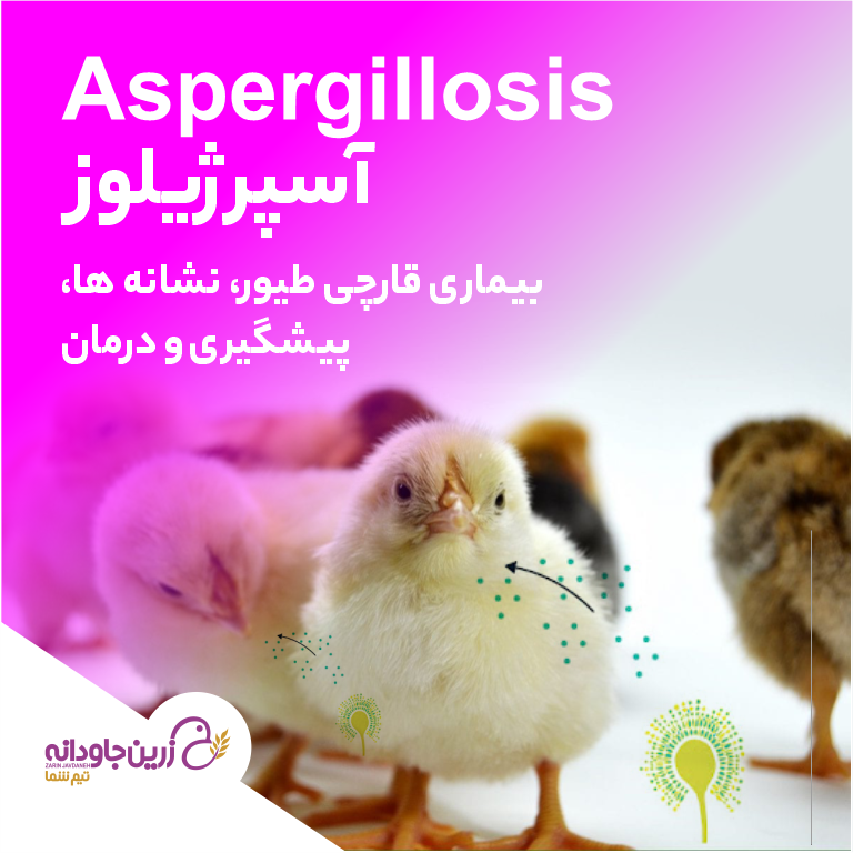 آسپرژیلوز