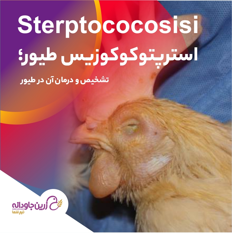 استرپتوکوکوزیس