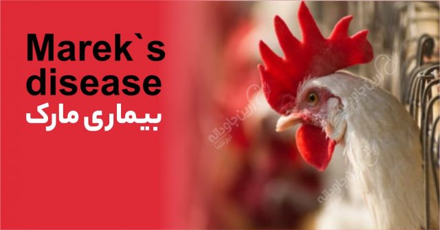 بیماری مارک