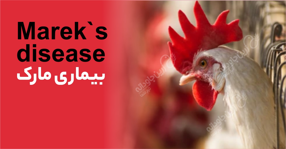 بیماری مارک