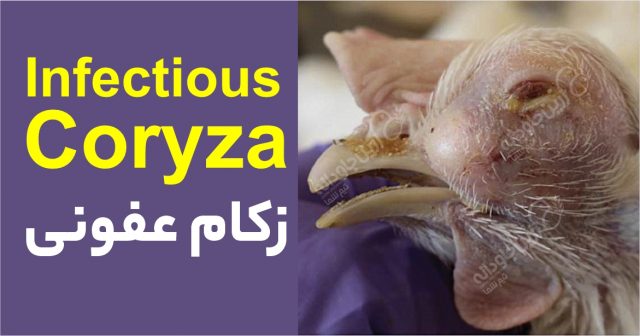 زکام عفونی
