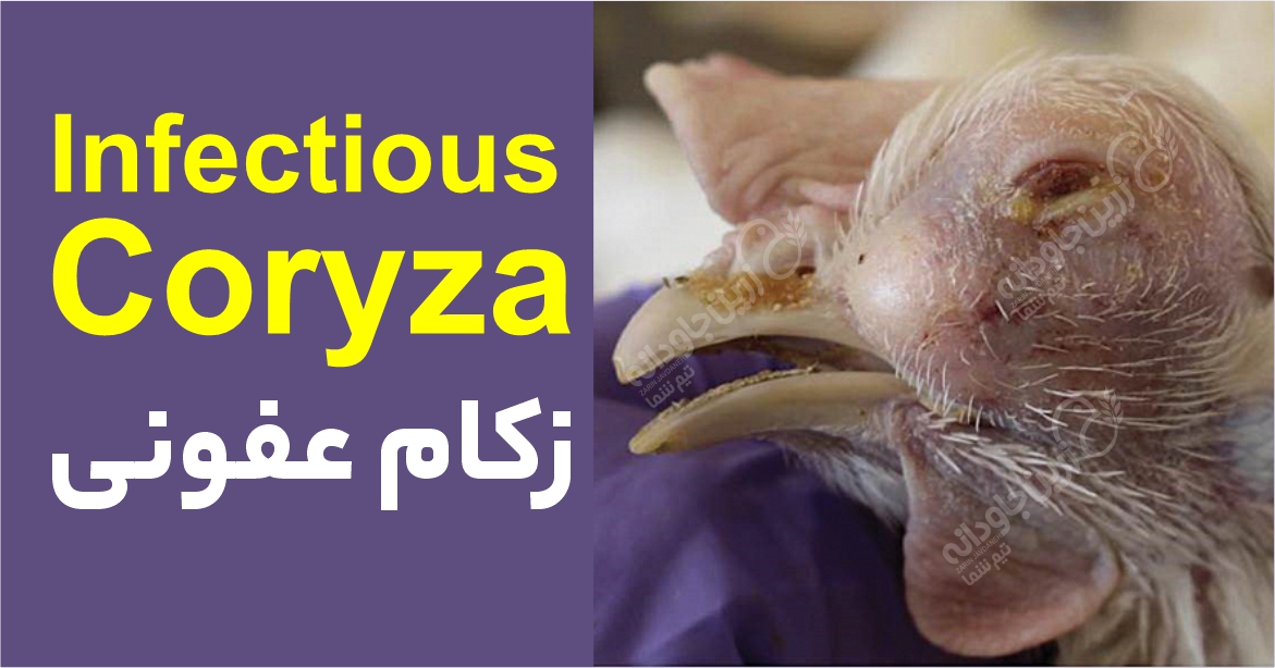 زکام عفونی