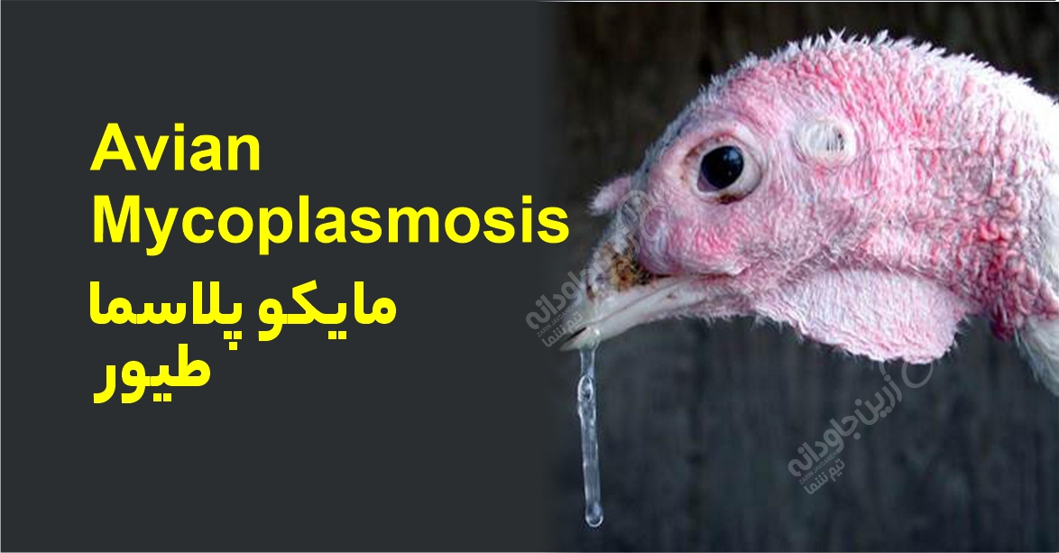 مایکوپلاسما