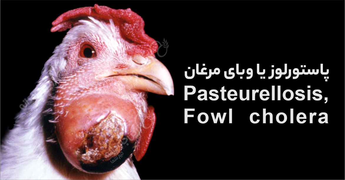 وبای مرغان