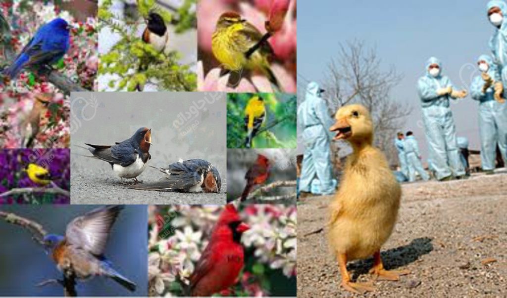 آنفلوانزا پرندگان