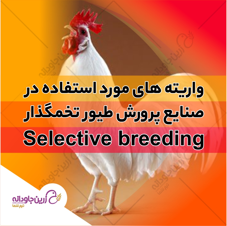 واریته های تخمگذار
