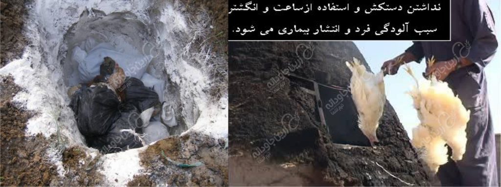 مرغداری