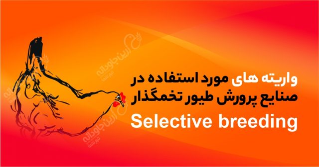 واریته های تخمگذار