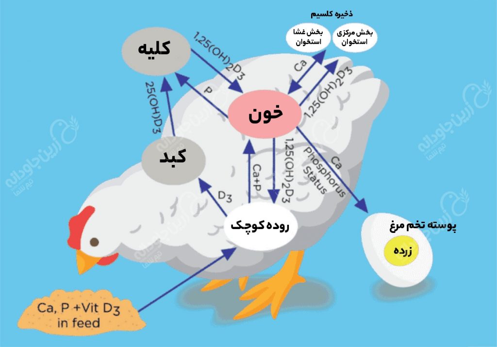 کلسیم و فسفر
